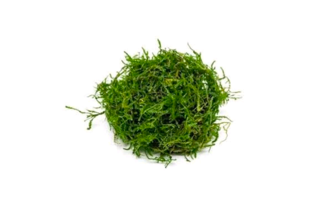 Java Moss Portion FREE UNTRACKED SHIPPING
