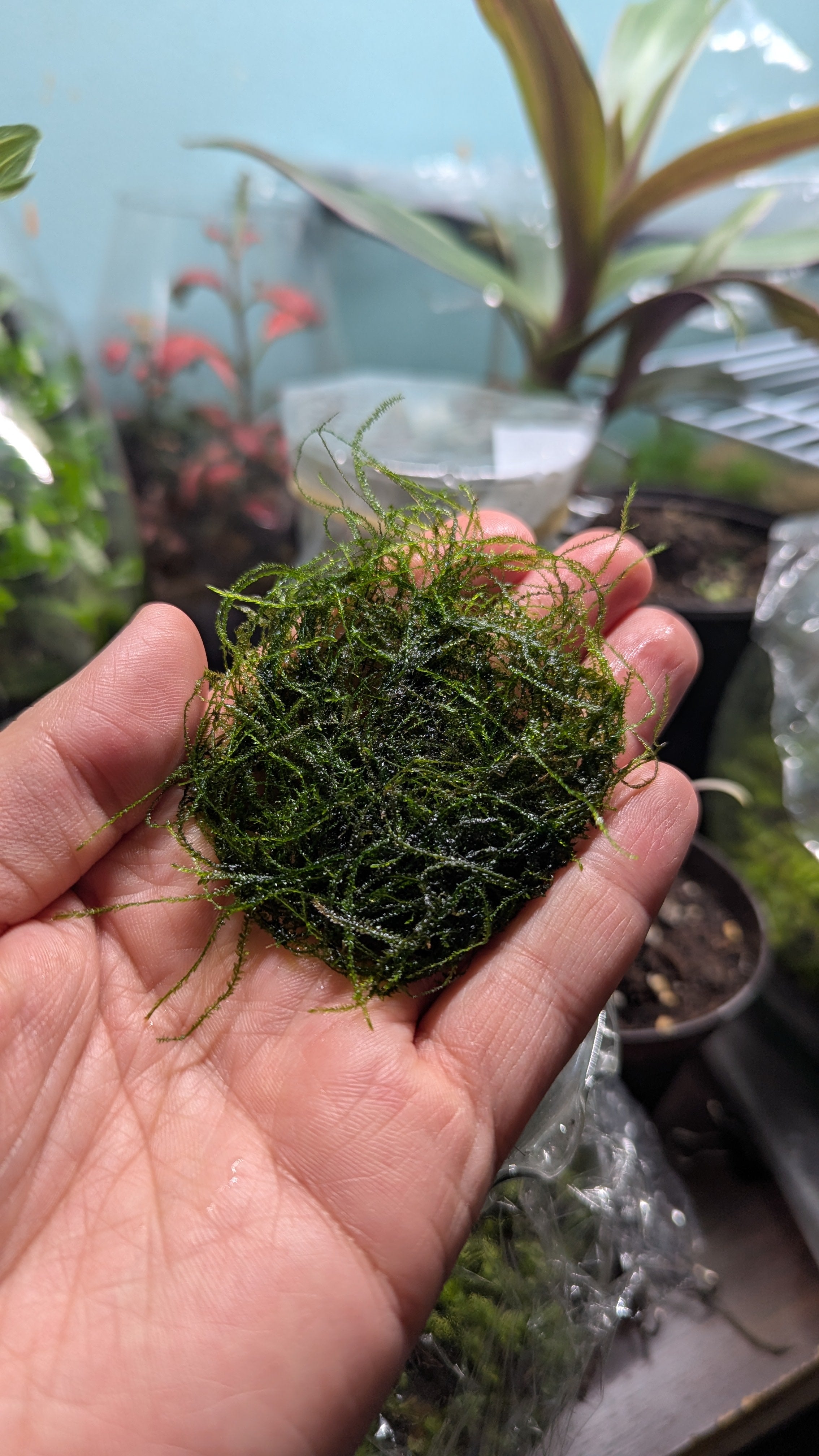 Java Moss Portion FREE UNTRACKED SHIPPING