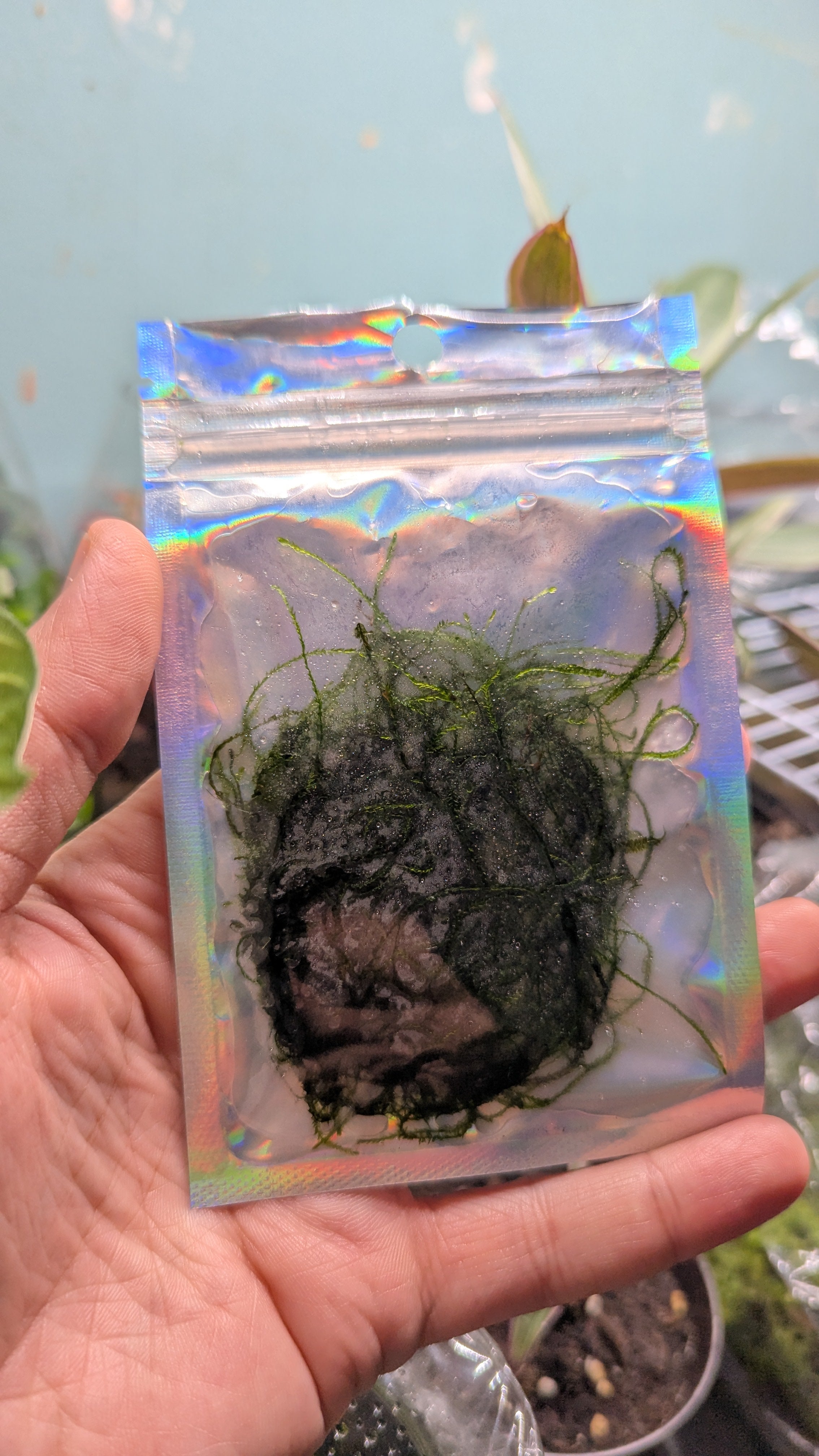 Java Moss Portion FREE UNTRACKED SHIPPING