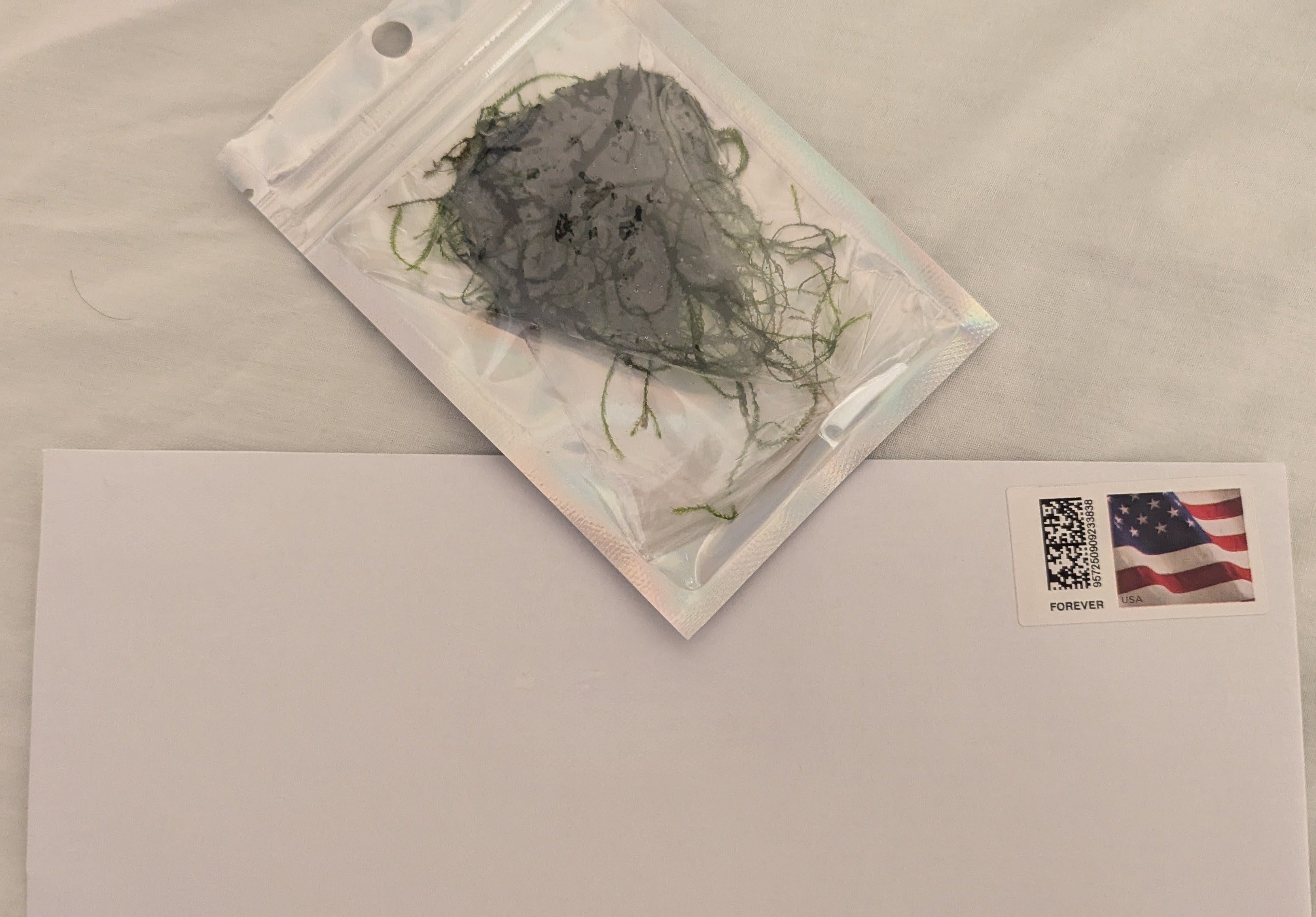 Java Moss Portion FREE UNTRACKED SHIPPING