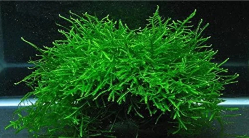 Java Moss Portion FREE UNTRACKED SHIPPING